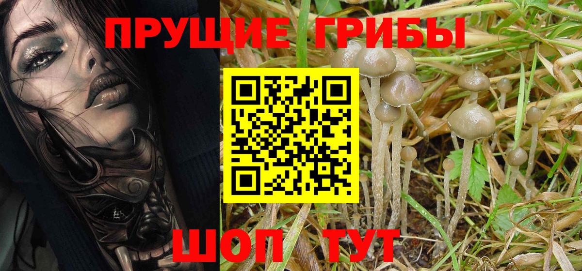 даркнет сайт  Псилоцибиновые грибы Psilocybine cubensis  Барабинск  Вход с VPN  Псилоцибиновые грибы Cubensis 